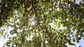 Looking at the sun through a green tree in forest. Sun shines through leaves.