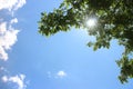 Looking at the sun through a green tree forest during spring Royalty Free Stock Photo