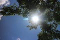 Looking at the sun through a green tree forest during spring Royalty Free Stock Photo