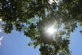 Looking at the sun through a green tree forest during spring Royalty Free Stock Photo