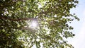 Looking at the sun through a green tree in forest. Sun shines through leaves.