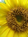 Looking into the sunflower