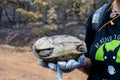 Looking for the surviving wild animals like turtles after catastrophic wildfires, environmental and ecological disaster Royalty Free Stock Photo