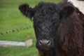 Looking Into the Sweet Face of a Belted Galloway Cow