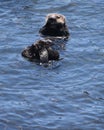 Looking into the Sweet Face of a Floating Sea Otter