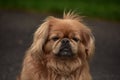 Looking into the Sweet Face of a Pekingese Dog Royalty Free Stock Photo