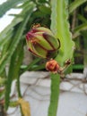 Looking for sweetest thing in dragon fruit flower