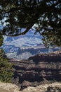 Looking Thru A Tree Canopy The Grand Canyon