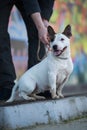 Minature bullterrier dog with his owner