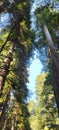 Looking to the top of the redwood trees Royalty Free Stock Photo