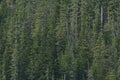 Looking into the Tongass National Forest