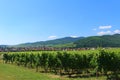 Looking toward an Alsatian village from a vineyard Royalty Free Stock Photo