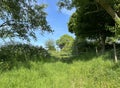 View toward a farm gate, with plants, and old trees in, Wilsden, Yorkshire, UK Royalty Free Stock Photo