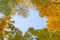 Looking through the treetops. Beautiful natural frame of foliage against the sky. Copy space. Yellow autumn leaves of a tree again