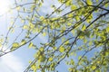 Looking through the treetops. The sky through the foliage. Copy space