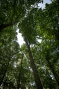 Looking through Treetops in the Wood to Sky