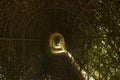 Looking through the Tunnel Trellis