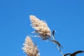 Looking at two bulrush common reed with a blue sky in background Royalty Free Stock Photo