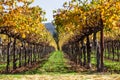 Rows of Fall Grape Vines Royalty Free Stock Photo