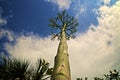 Looking Up Along Stalk Of Agave Tree Like Flower Stalk