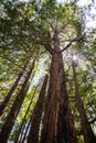 Looking up along the trunk of tall Redwood trees Sequoia sempervirens, Butano State Park, San Francisco bay area, California Royalty Free Stock Photo