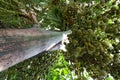 Looking up of Areca nut palm or Betel Nuts. Royalty Free Stock Photo