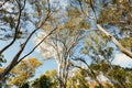 Looking up at eucalyptus trees. Royalty Free Stock Photo