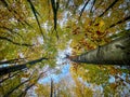 Looking up in autumn colored beech forest