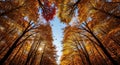 Looking Up Through Autumn Trees with Falling Leaves and Sunbeams canopy Royalty Free Stock Photo