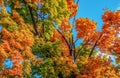 Looking up at autumn trees filling the frame with vibrant multi-colored all leaves against a brilliant blue sky