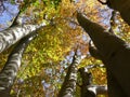 Powerful foliage plants in steep perspective with autumn leaves