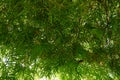 Looking up of bamboo as a background, Abstract leaves texture. Royalty Free Stock Photo