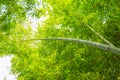 Looking up into the bamboo foliage and tilted trunks