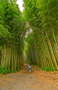 Looking up into a Bamboo Forest Royalty Free Stock Photo