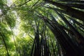 Looking up of bamboo forest with sunlight as a background. Royalty Free Stock Photo