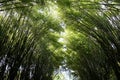 Looking up of bamboo forest with sunlight as a background. Royalty Free Stock Photo