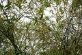 Looking up bamboo on isolated background. Abstract leaves texture. Royalty Free Stock Photo