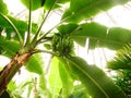 Looking up and a banana tree in a green house