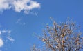 Looking up the baobab tree, only few leaves, but fruits on branches, against blue sky Royalty Free Stock Photo