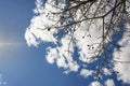 Looking up the baobab tree, only few leaves, but fruits on branches, against blue sky with clouds Royalty Free Stock Photo