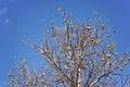 Looking up the baobab tree, only few leaves, but some fruits on branches, against clear blue sky Royalty Free Stock Photo