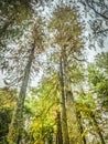 Looking up at the beautiful fall autumn colors .Beautiful Forest. Autumn Trees Desktop Backgrounds Royalty Free Stock Photo