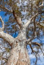 Beautiful intricate branches of eucalyptus tree.