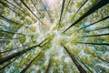 Looking Up In Beautiful Pine Deciduous Forest Trees Woods Canopy. Bottom View Wide Angle Background. Greenwood Forest Royalty Free Stock Photo