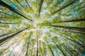 Looking Up In Beautiful Pine Deciduous Forest Trees Woods Canopy. Bottom View Wide Angle Background. Greenwood Forest Royalty Free Stock Photo