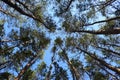 Looking Up In Beautiful Pine Deciduous Forest Trees Woods Canopy Royalty Free Stock Photo