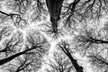 Looking up in beech forest - black and white