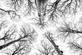 Looking up in beech forest - black and white