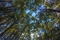 Looking up through the Beech forest canopy