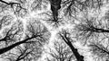 Looking up in beech forest